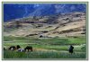 11/peru 21 (Small).jpg